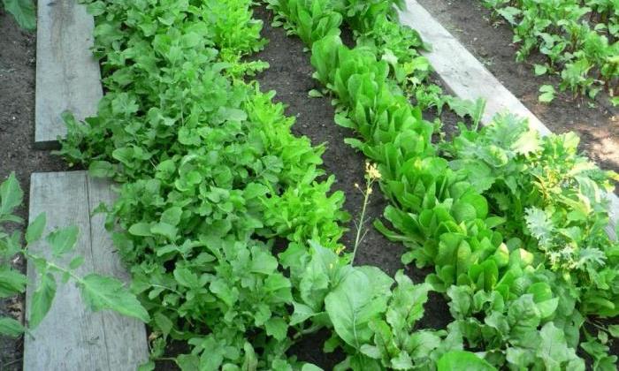 Разнообразие сортов рукколы в упаковках семян
